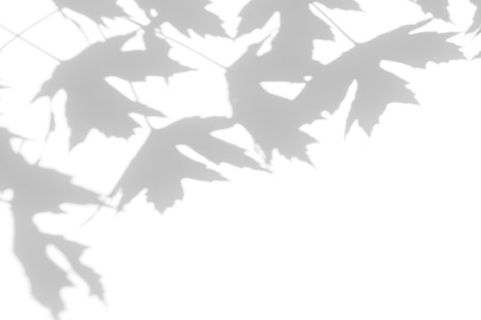 Overlay effect for photo. Gray shadow of the maple tree leaves on a white wall. Abstract neutral nature concept blurred background. Space for text.