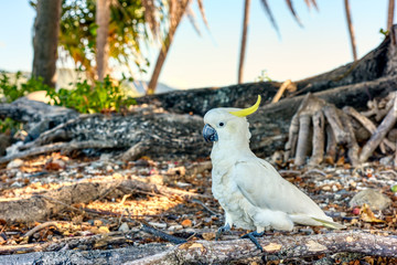 Portrait of a large white cockatoo bird in wildlife