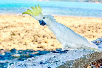 Portrait of a large white cockatoo bird in wildlife