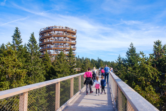 Forest canopy tower and walkway, footpath above treetops