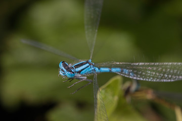 Damselfly in flight