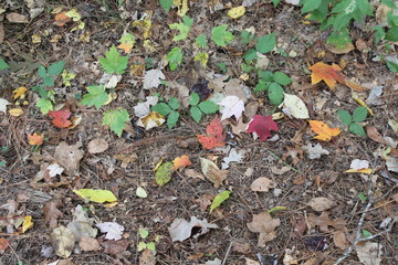 autumn leaves on the ground