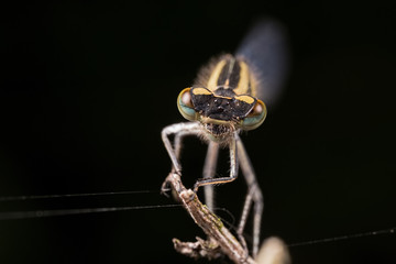 Damselfly 