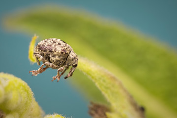 Jumping Weevil!