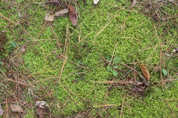 bright green moss and pine needles