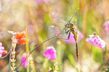 Common Darter Clinging to Heather