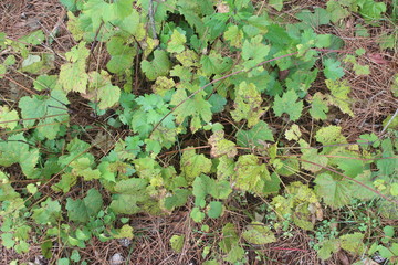ivy on the wall