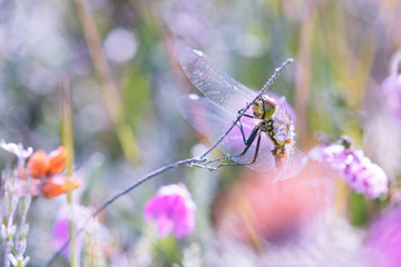 Common Darter in Heather