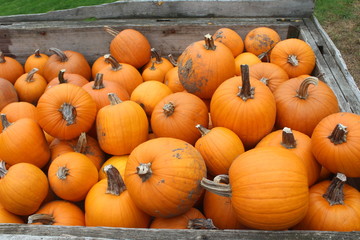 pumpkins for sale
