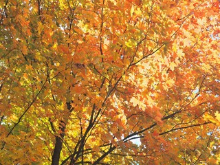 Colorful Fall Trees in Michigan