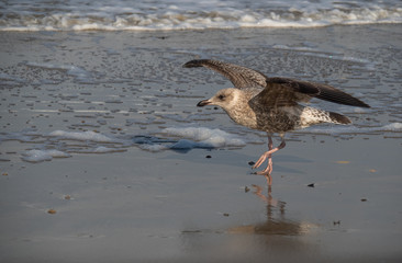 Seagull in the air and in the water and on the beach.