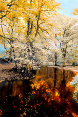 Autumn in the Forest