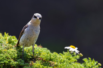 Wheatear