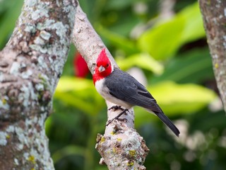 Red Breasted Cardinal Sitting on Tree Limb
