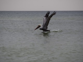 Pelican Landing in Gulf