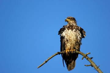 Juvenile Bald Eagle on Blue Sky Background