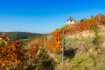 Fototapeta na wymiar Weinberg im sonnigen Herbst mit bunt gefärbten Blättern und einem Weinbergshaus