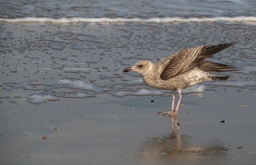 Seagull in the air and in the water and on the beach.