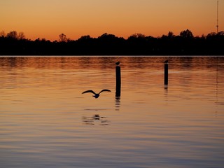 Seagull flying next to buoy on Lake Lansing
