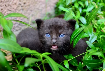 Fotobehang Poema Kociak  © Krzysiek Cegiełka