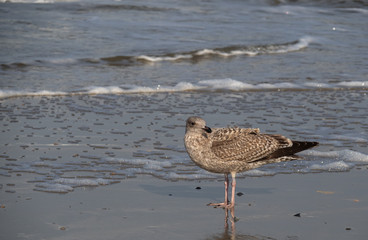 Seagull in the air and in the water and on the beach.