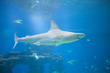 Nice view of big shark