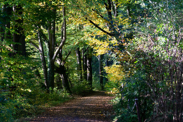 Schöner Waldweg mit Herbstlaub mit seitlicher Sonneneinstrahlung