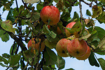 Branch with red apples in the garden.