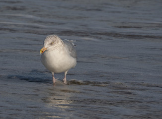 Seagull in the air and in the water and on the beach.