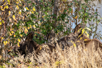 A mother and her children