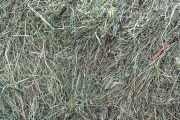 grass in box