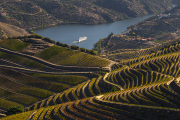 UNESCO World Heritage, the beautiful endless lines of Douro Valley Vineyards, in Sao Joao da Pesqueira, Viseu, Portugal. - obrazy, fototapety, plakaty