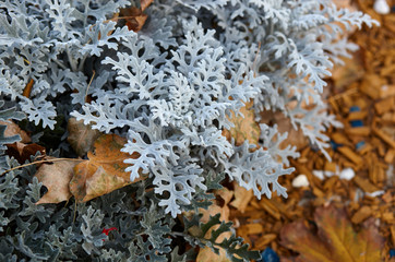 Beautiful Silver dust Cineraria maritima in the garden, autumn time,closeup. Natural background of cineraria maritima