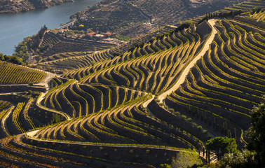 UNESCO World Heritage, the beautiful endless lines of Douro Valley Vineyards, in Sao Joao da Pesqueira, Viseu, Portugal. - obrazy, fototapety, plakaty