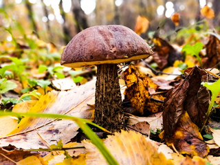 Fototapeta premium mushroom in forest