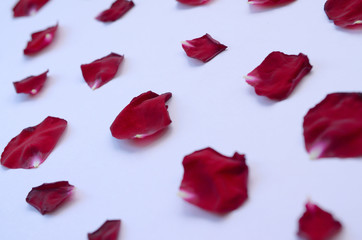 Dark red rose petals on pastel lilac background. Valentine's day backdrop
