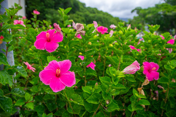 Tropical Flowers in Hawaii 