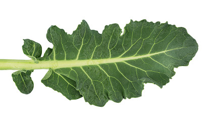 Broccoli leaf isolated on white background