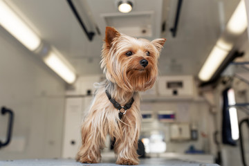 Little fun doggy yorkshire terrier posing on manipulation table inside pet ambulance car....