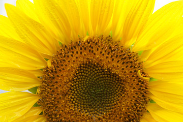 Obraz premium Close-up of a sunflower with water drops
