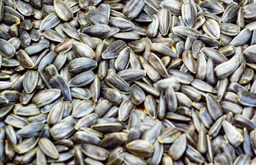 a bunch of roasted sunflower seeds.Composition of sunflower seeds, serving for cooking oil. The concept of nuts