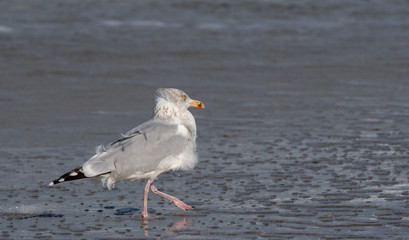 Seagull in the air and in the water and on the beach.
