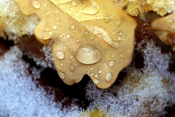 Photo macro autumn oak leaf with water drops