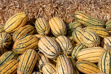 Pumpkin on market. A large collection of colorful pumkins or gourds on market on a sunny autumn day. Beautiful background for natural health and nutrition concept.