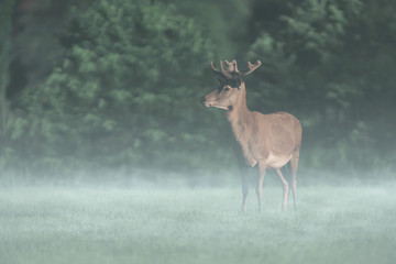 Red deer stag in misty countryside.