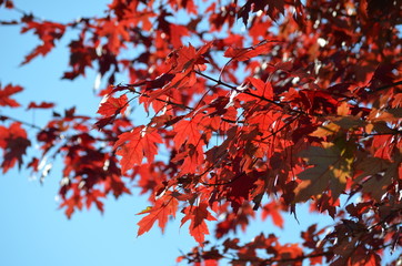 maple leaves on a background of blue sky