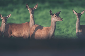 Young red deer stag with three females in sunny countryside.