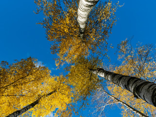 picture with beautiful colorful trees against the blue sky, autumn