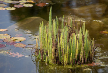 Water in the garden