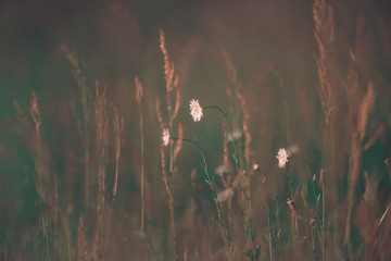 Daisies in field on sunny spring evening.